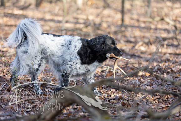 ShedHuntSat46