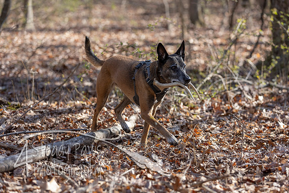 ShedHuntSat101