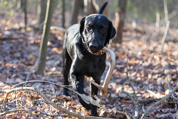 ShedHuntSat11