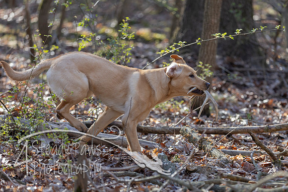 ShedHuntSat58