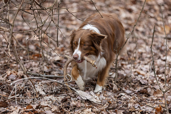 ShedHuntSat228