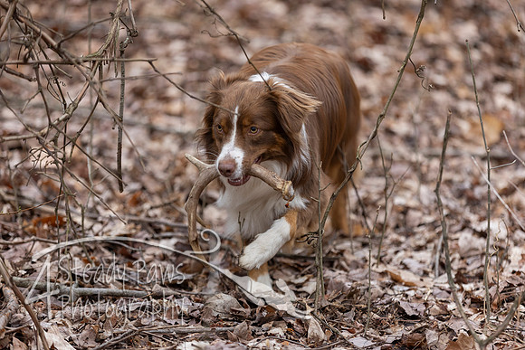ShedHuntSat226