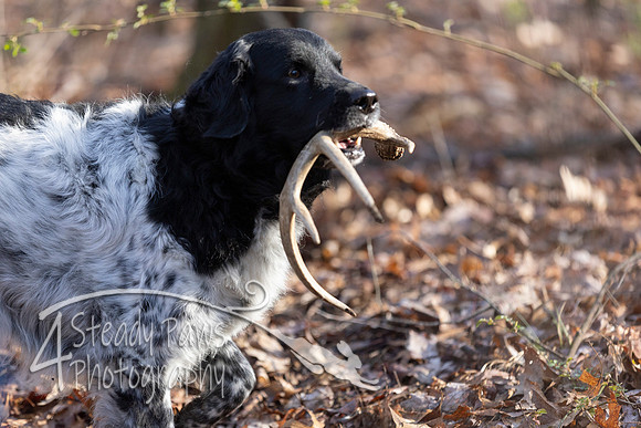 ShedHuntSat41