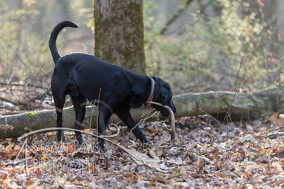 ShedHuntSat13