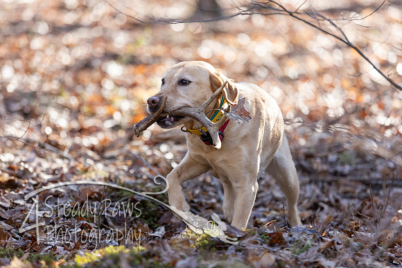 ShedHuntSat84