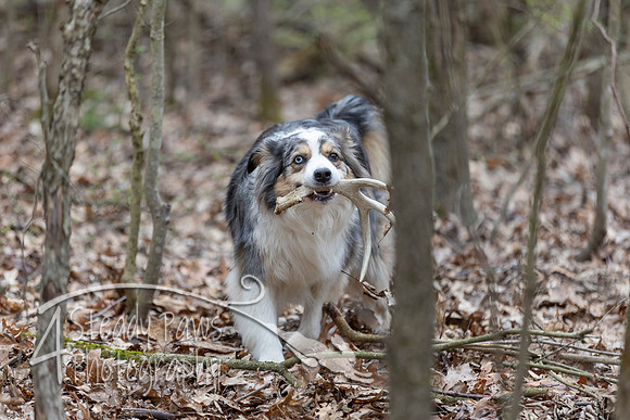 ShedHuntSat103