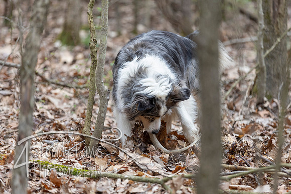 ShedHuntSat99