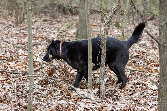 ShedHuntSat155