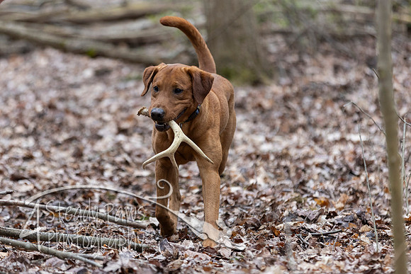 ShedHuntSat196