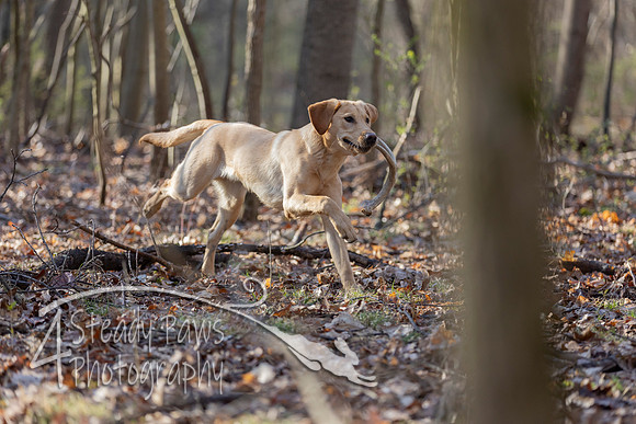 ShedHuntSat65