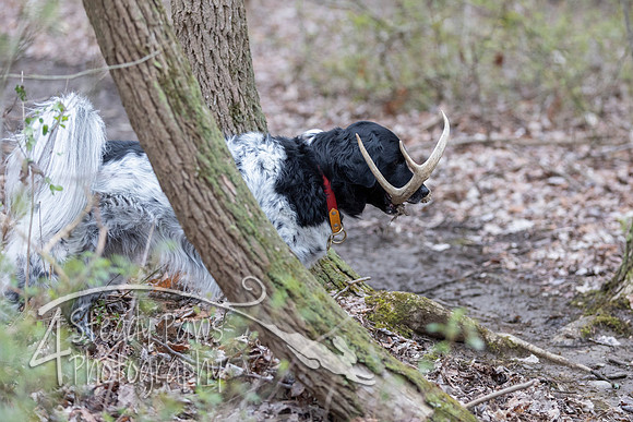 ShedHuntSat85