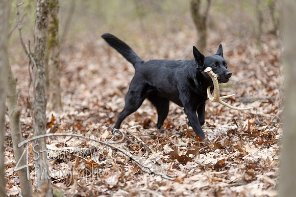 ShedHuntSat238