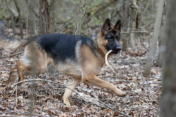 ShedHuntSat173
