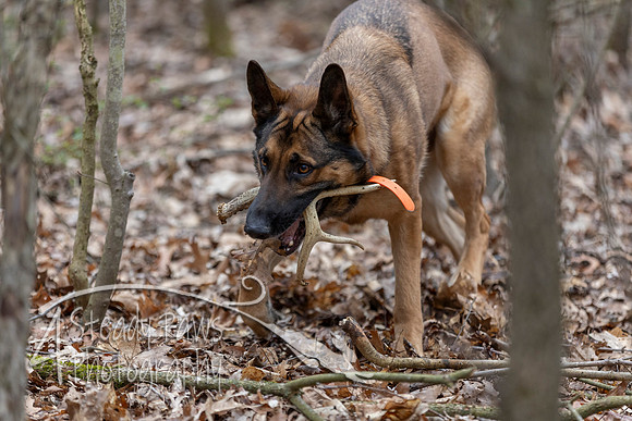 ShedHuntSat122