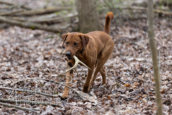 ShedHuntSat194