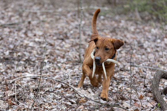ShedHuntSat187