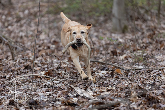 ShedHuntSat70