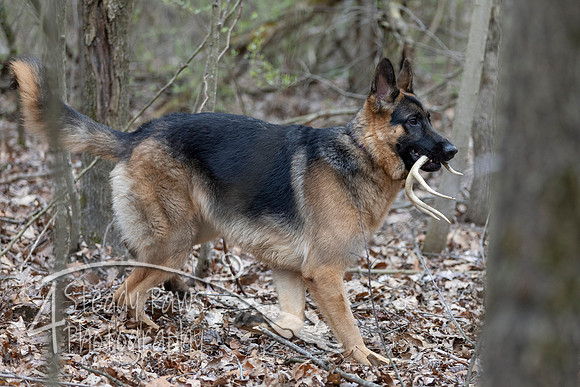 ShedHuntSat174