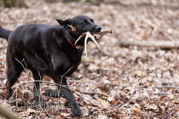 ShedHuntSat161