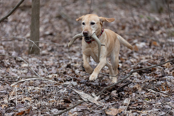 ShedHuntSat75