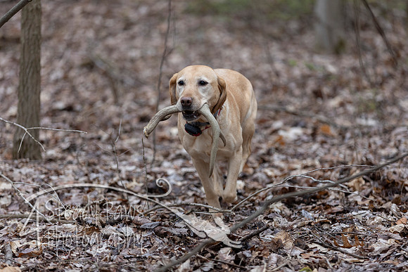 ShedHuntSat74