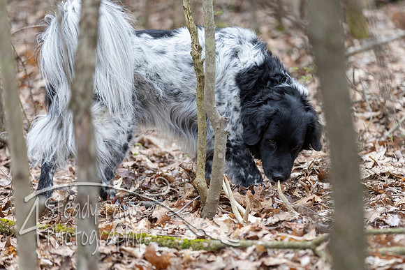 ShedHuntSat84
