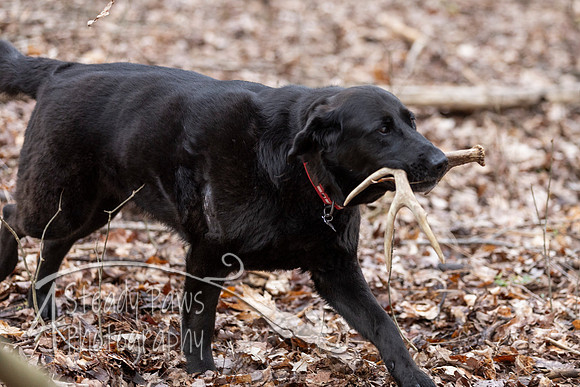 ShedHuntSat162