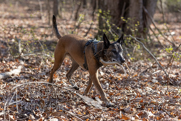 ShedHuntSat103