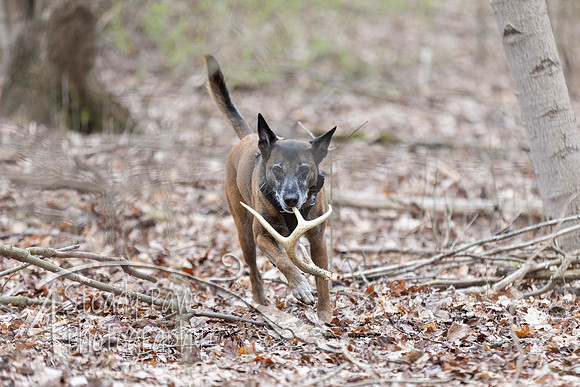 ShedHuntSat149