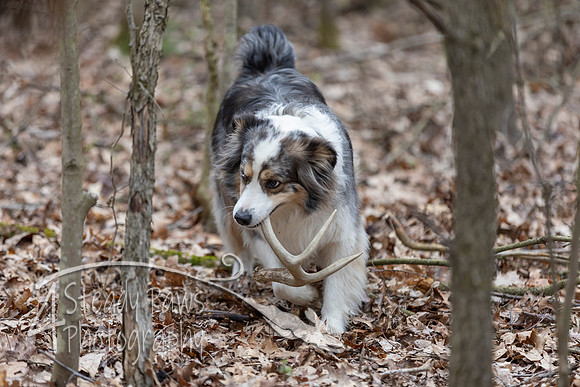 ShedHuntSat105