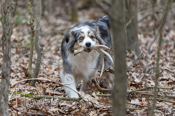 ShedHuntSat102