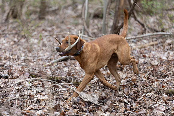 ShedHuntSat201