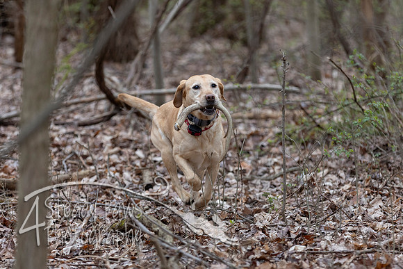 ShedHuntSat60