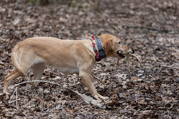 ShedHuntSat50