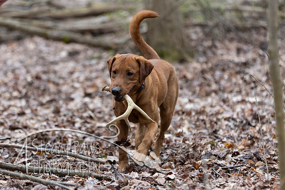 ShedHuntSat195