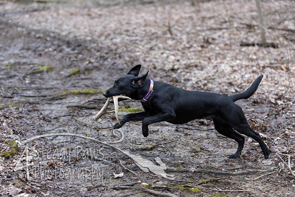 ShedHuntSat37
