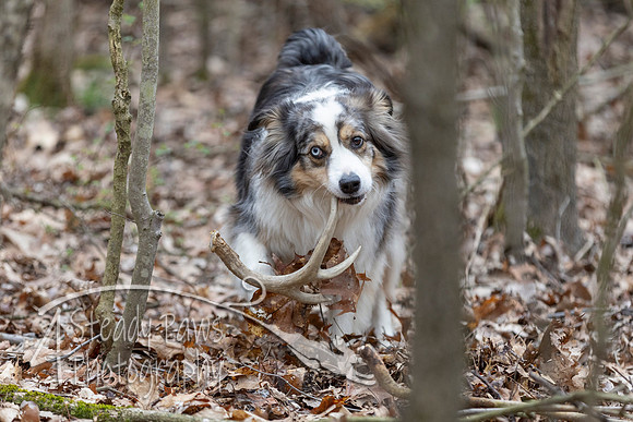 ShedHuntSat101