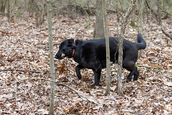 ShedHuntSat156