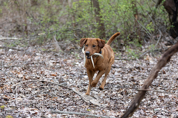 ShedHuntSat184