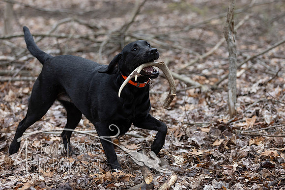 ShedHuntSat216