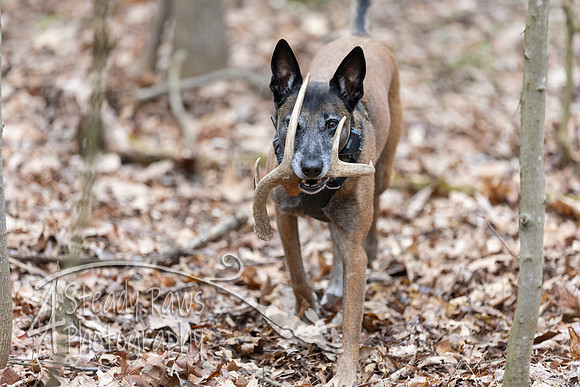 ShedHuntSat146