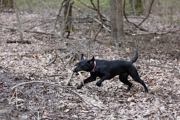 ShedHuntSat35