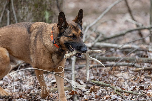 ShedHuntSat118