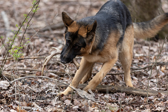 ShedHuntSat181
