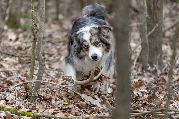 ShedHuntSat100