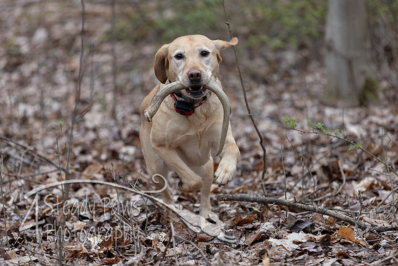 ShedHuntSat67