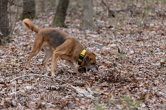 ShedHuntSat15