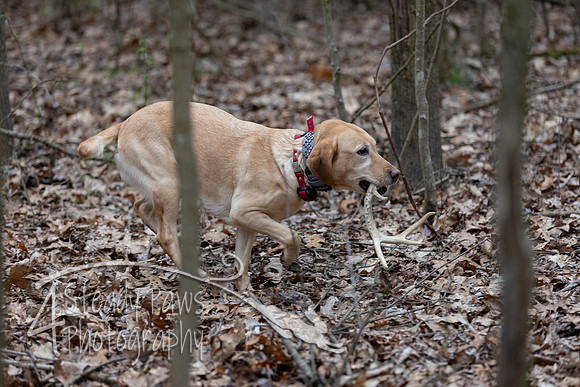 ShedHuntSat46
