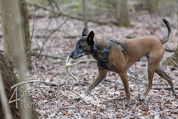 ShedHuntSat151