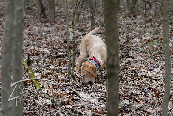 ShedHuntSat45